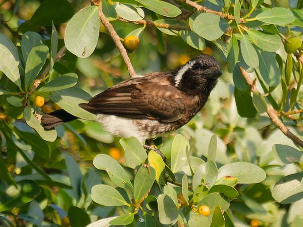<h3><a href="/trips/safari/biota/animalia/chordata/aves/039 piciformes/007 lybiidae/stactolaema leucotis/stactolaema leucotis-nl.html">Stactolaema&nbsp;leucotis</a> / White‑eared&nbsp;barbet / Witoorbaardvogel</h3>OM-1 Mark II met OLYMPUS M.300mm F4.0, 1/2000 sec  bij F4.0, ISO 1250, afstand 22.4&nbsp;m